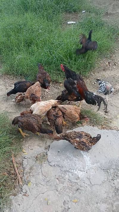 aseel females