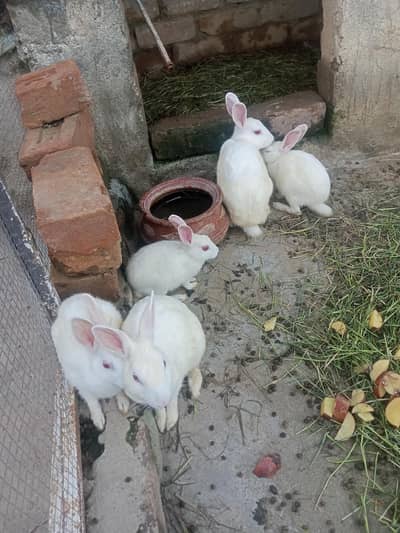 Rabbits for sale 03189118189