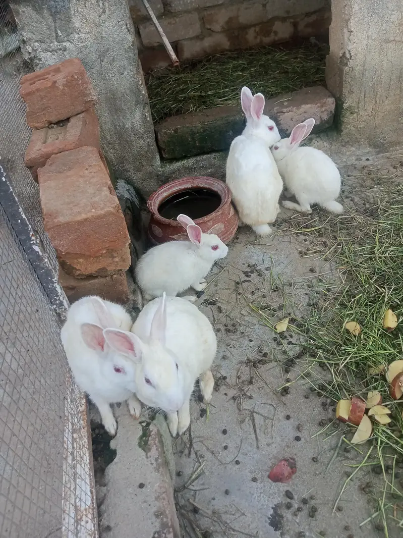 Rabbits for sale 03189118189 — photo 2