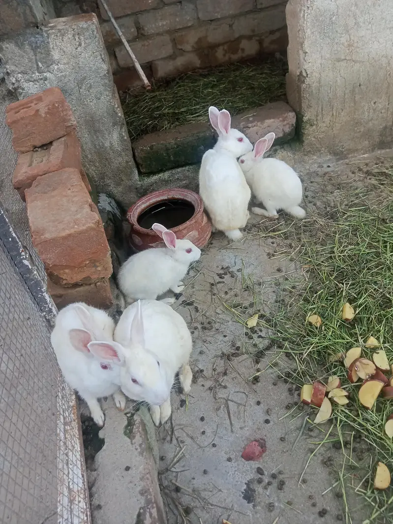 Rabbits for sale 03189118189 — photo 3