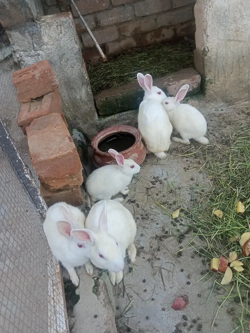 Rabbits for sale 03189118189 — photo 4
