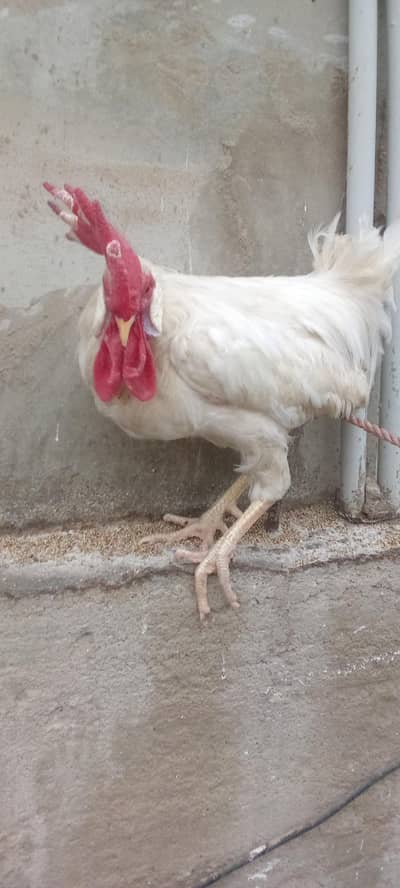 farmi murga for sale