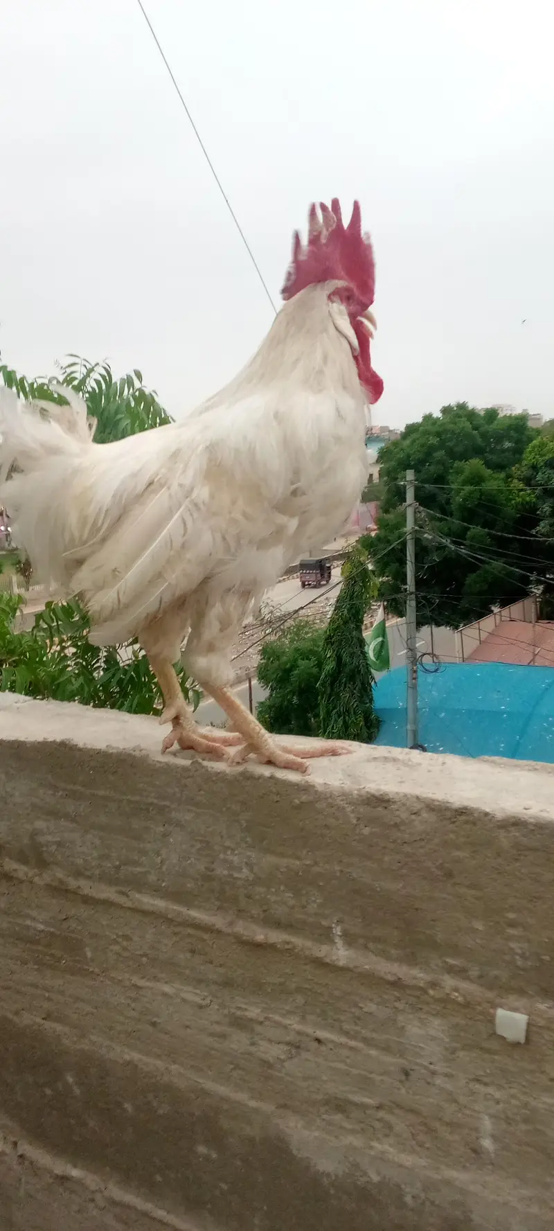 farmi murga for sale — photo 3
