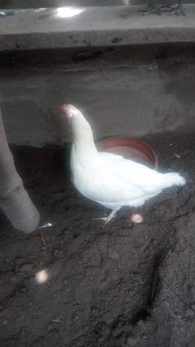 Heera  Aseel Hen