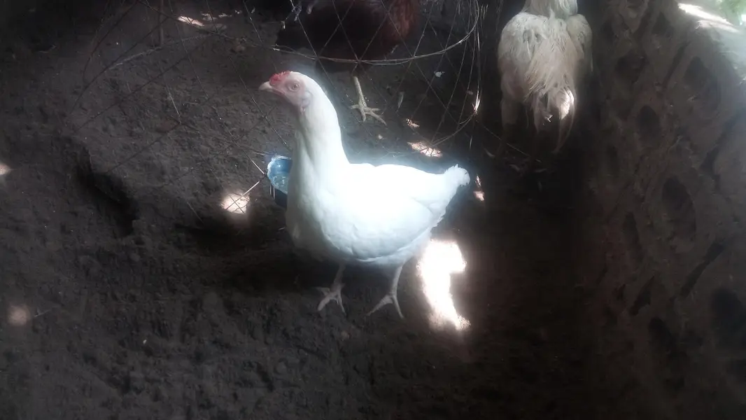 Heera  Aseel Hen — photo 2
