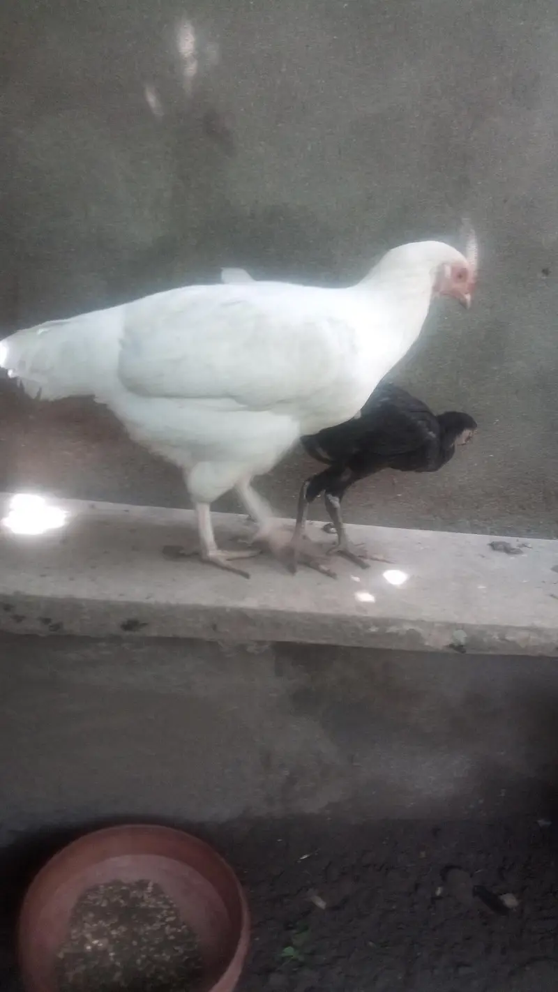 Heera  Aseel Hen — photo 3