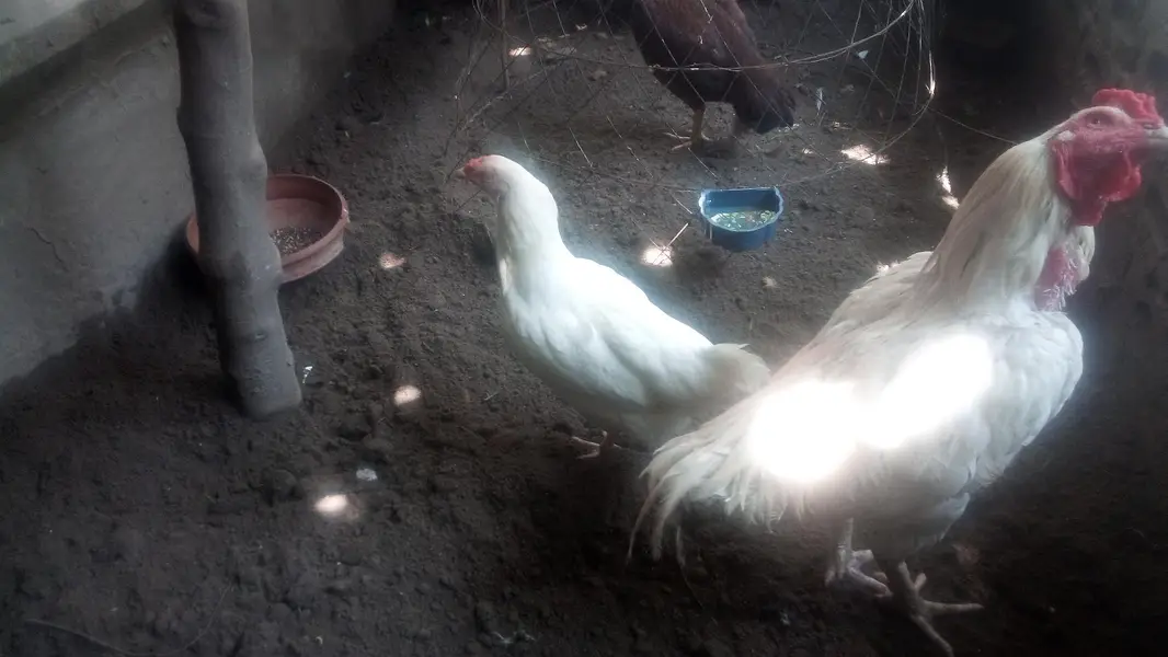 Heera  Aseel Hen — photo 4