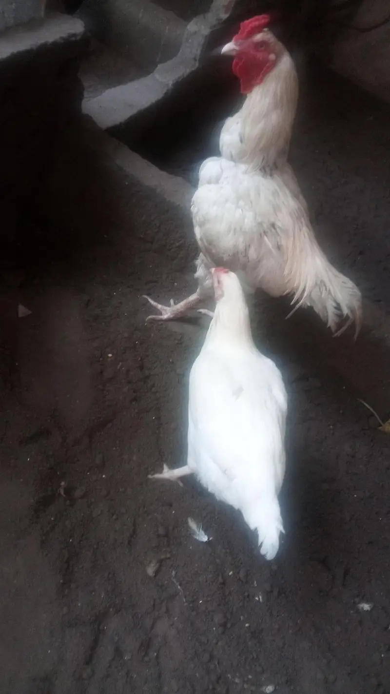 Heera  Aseel Hen — photo 5
