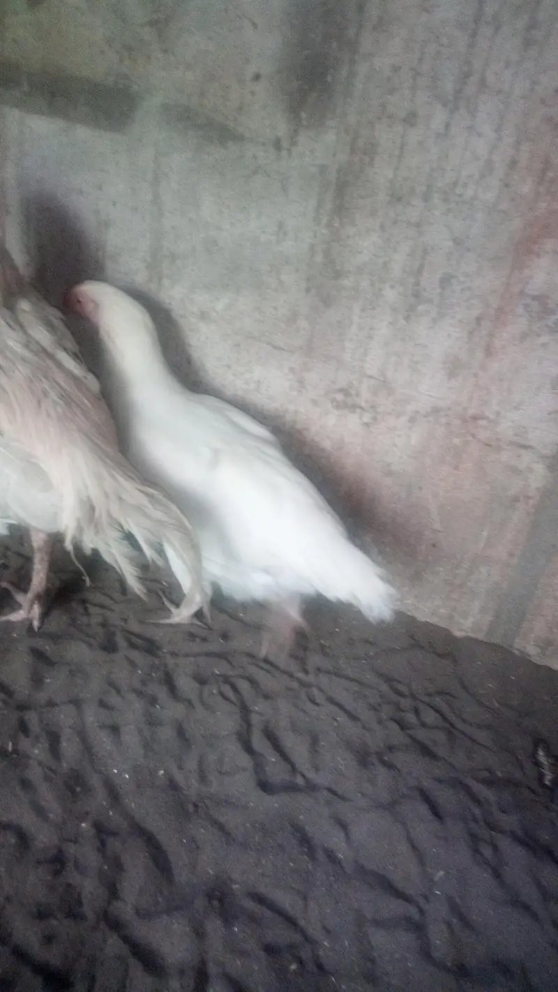 Heera  Aseel Hen — photo 6