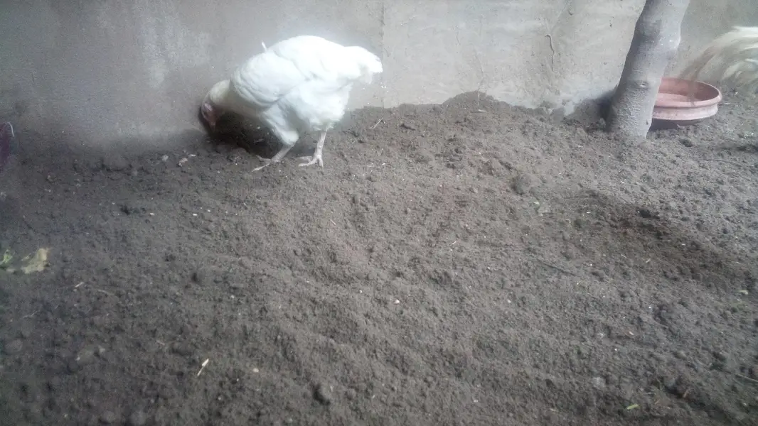 Heera  Aseel Hen — photo 8