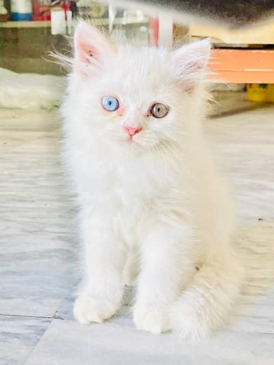 Persian kittens White Triple Coat _Doll Face| Cute Odd eyes