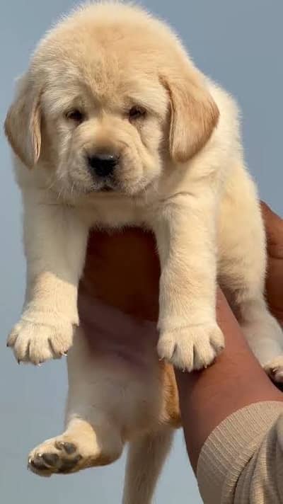 Pedigree Labrador Retriever Puppies – Imported Parents | Show Class