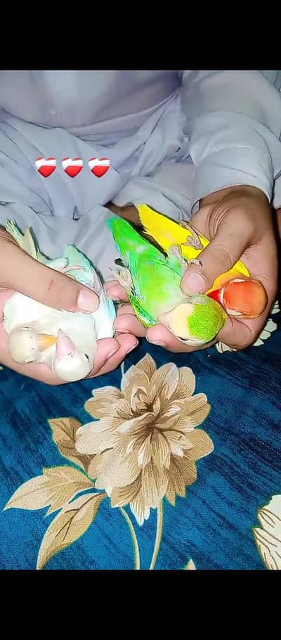 different hand tame and wild parrot available ha