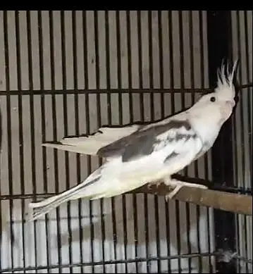different hand tame and wild parrot available ha — photo 2