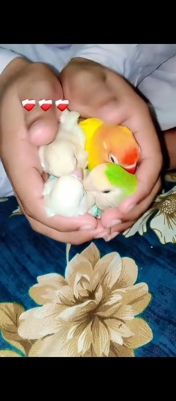 different hand tame and wild parrot available ha — photo 3