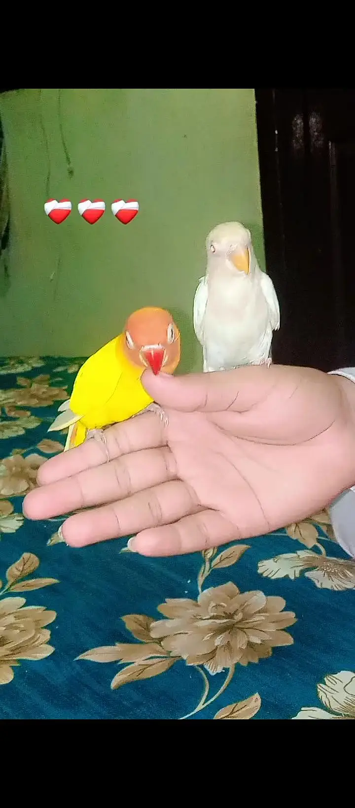 different hand tame and wild parrot available ha — photo 4