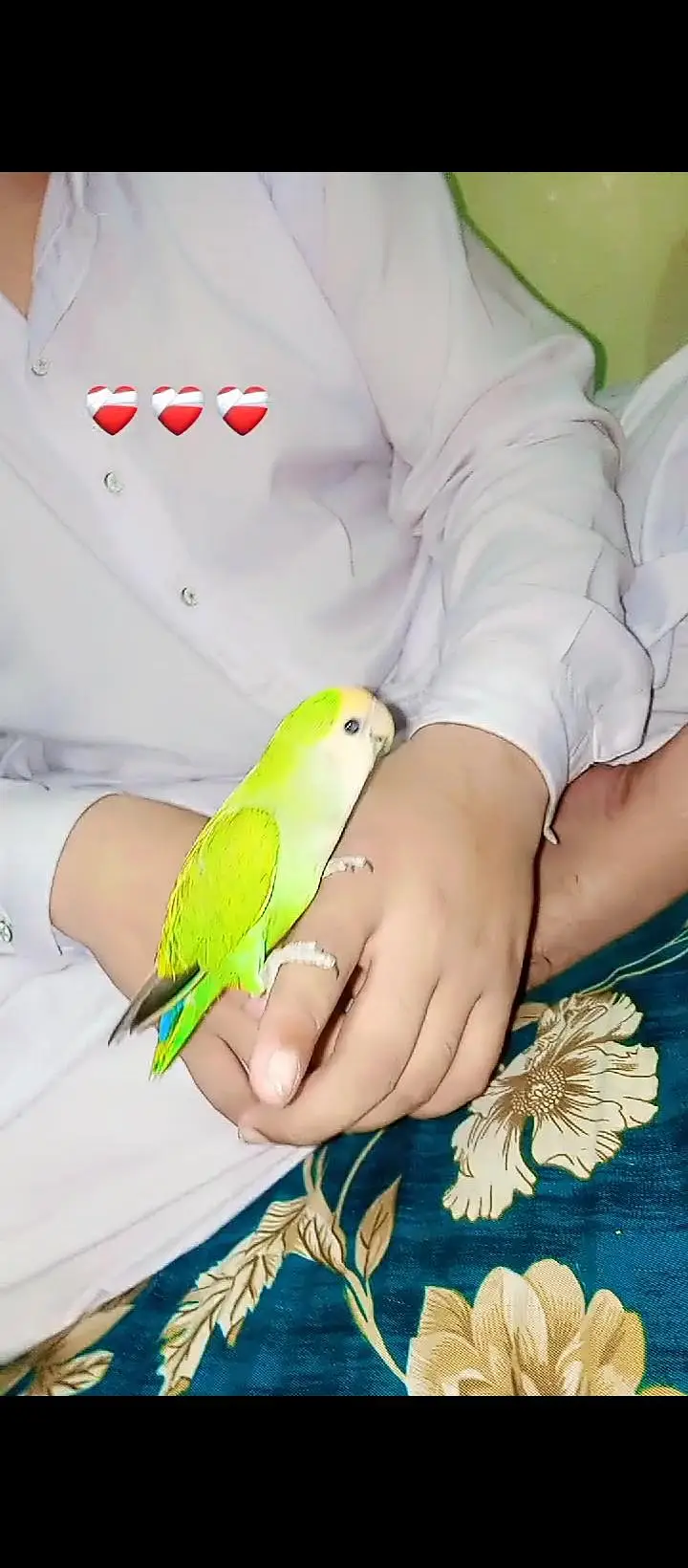 different hand tame and wild parrot available ha — photo 5