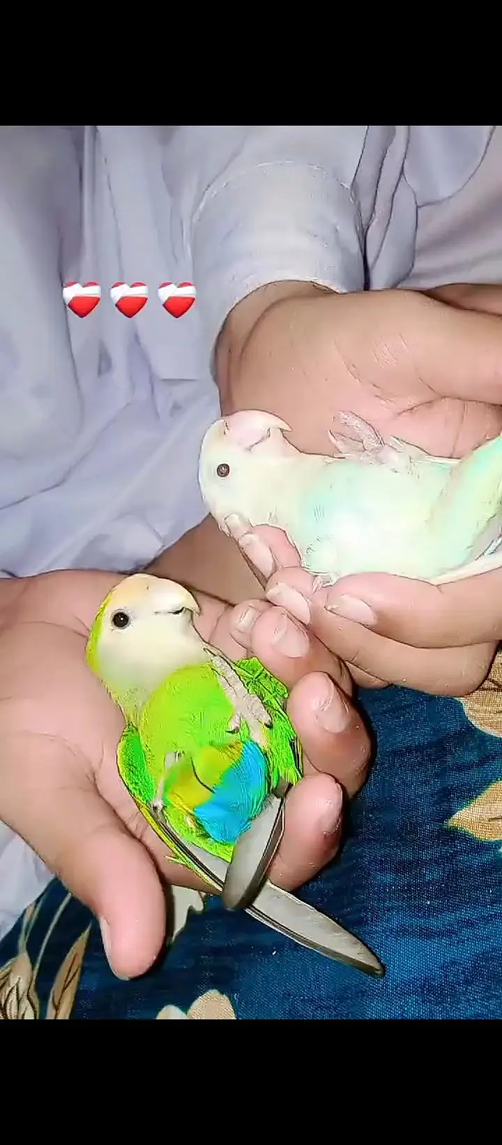 different hand tame and wild parrot available ha — photo 6