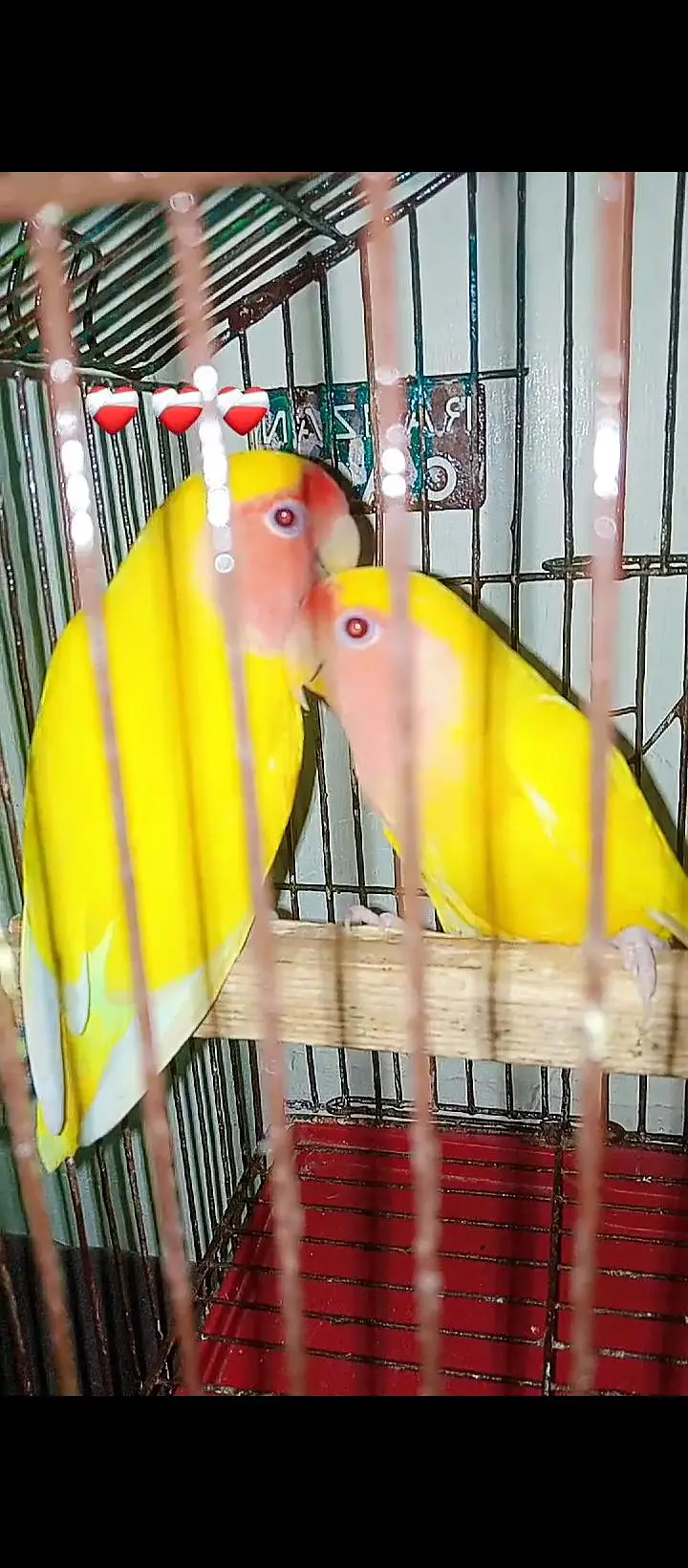 different hand tame and wild parrot available ha — photo 7
