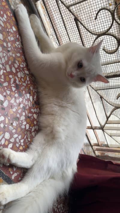 7 month old cats pair for sale, loving & cheerful litter trained cats.