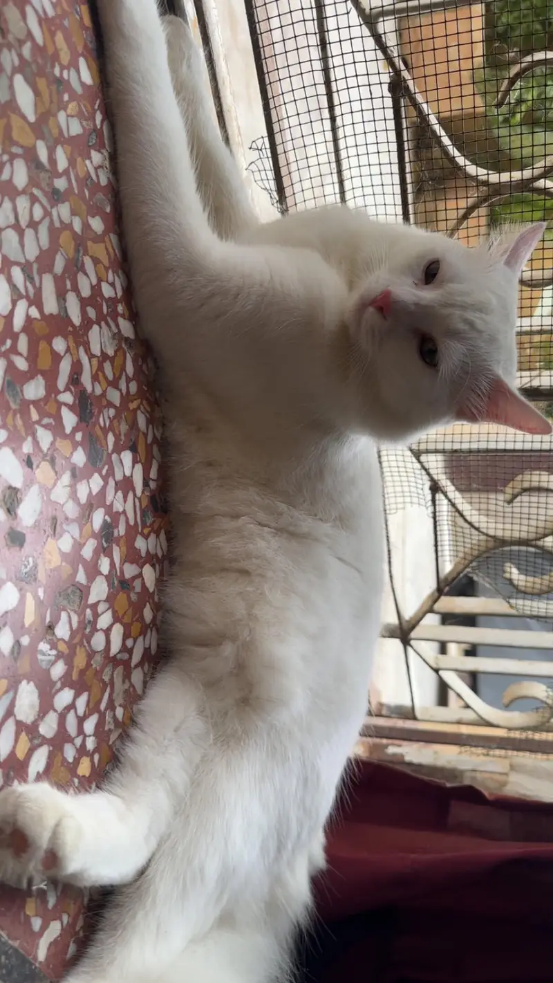 7 month old cats pair for sale, loving & cheerful litter trained cats. — photo 2