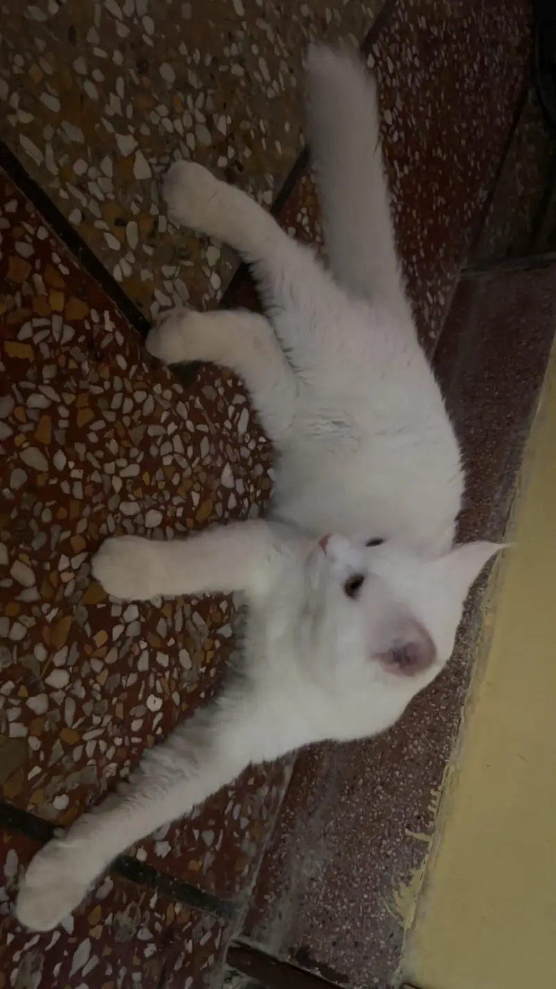 7 month old cats pair for sale, loving & cheerful litter trained cats. — photo 3