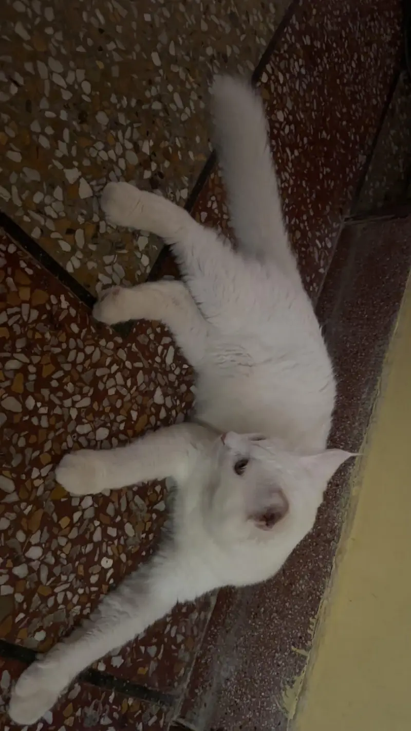 7 month old cats pair for sale, loving & cheerful litter trained cats. — photo 4