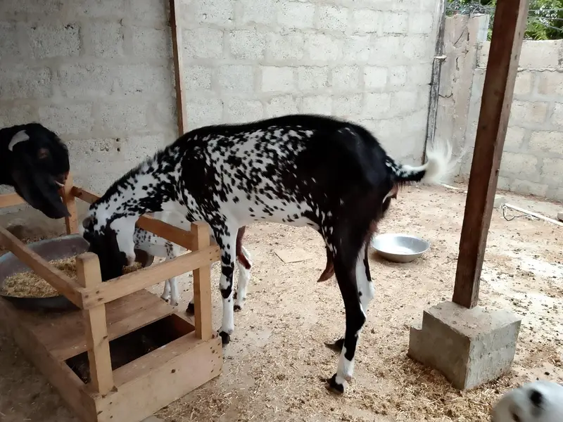 betal makhi chena — photo 2