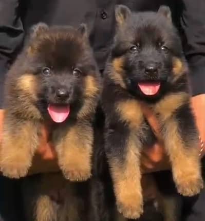 German Shepherd / Turkish kangal / king alabai / pure alabai / dog