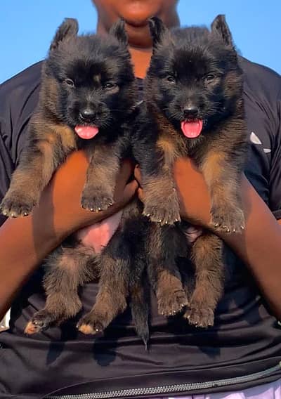 German Shepherd / Turkish kangal / king alabai / pure alabai / dog