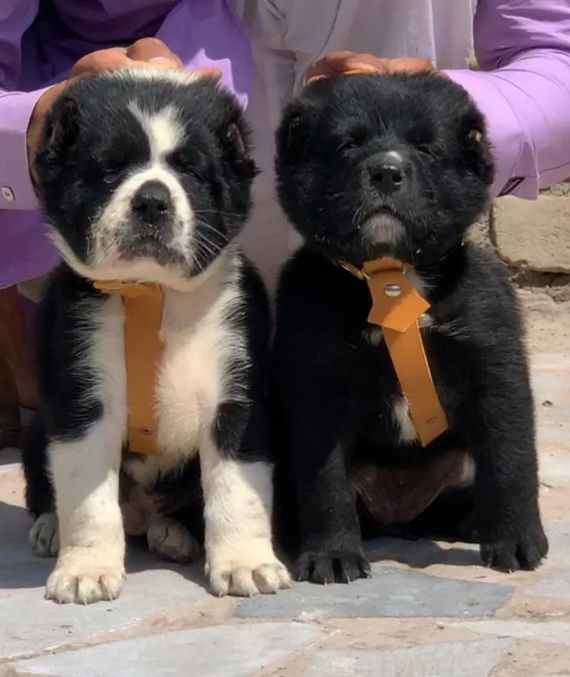 German Shepherd / Turkish kangal / king alabai / pure alabai / dog — photo 6