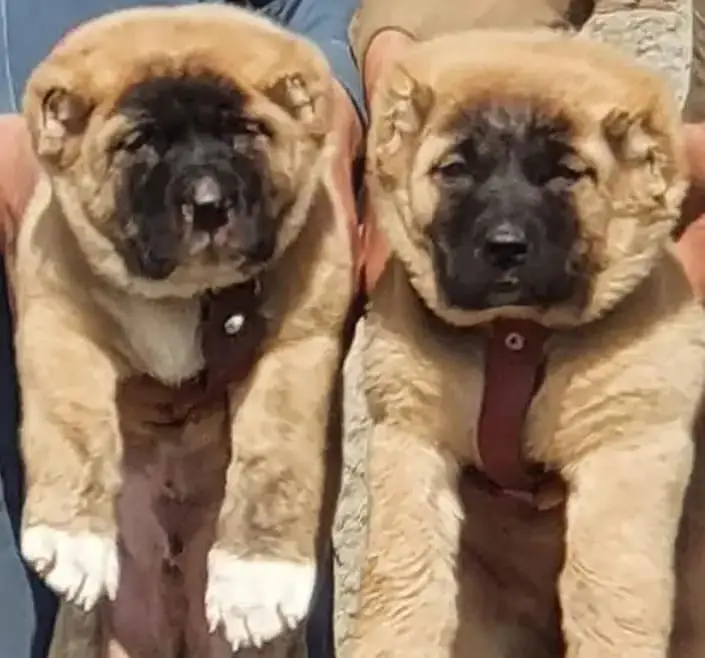 German Shepherd / Turkish kangal / king alabai / pure alabai / dog — photo 7