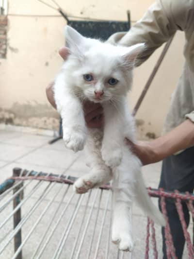 Kittens for sale