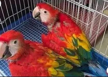 red macaw parrot for sale good looking 0326,7238870
