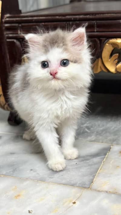 Persian kitten for sale