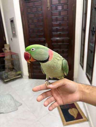 raw parrot male