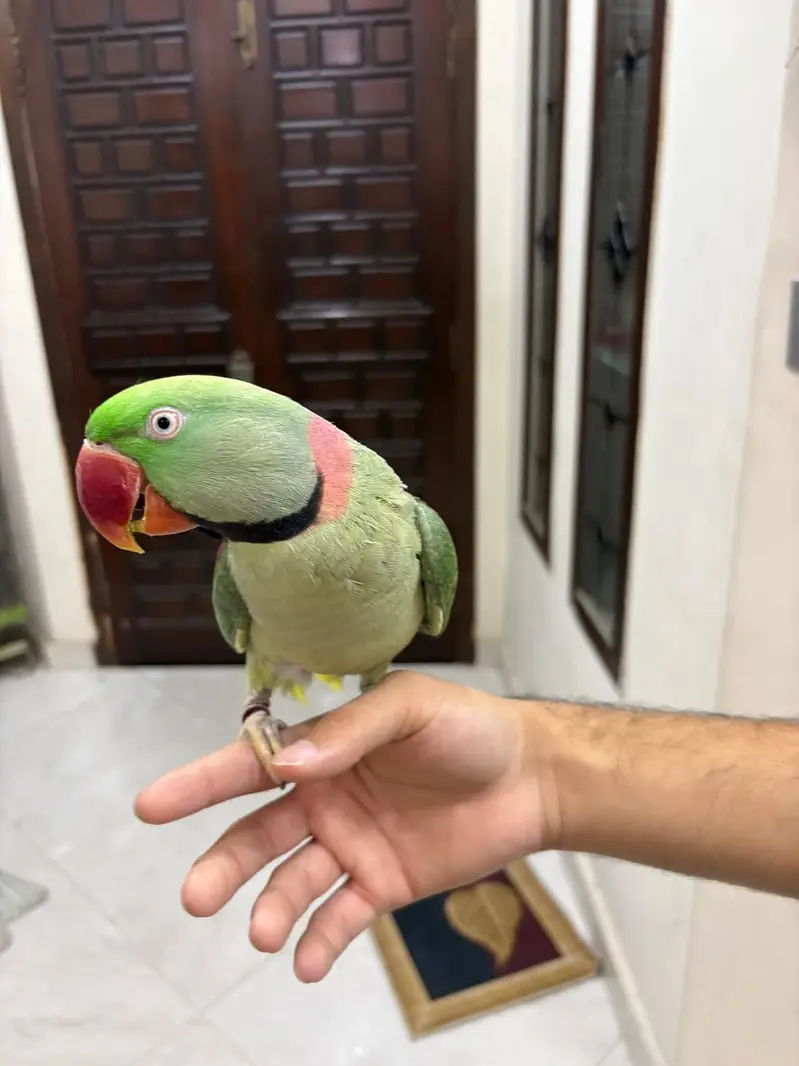raw parrot male — photo 2