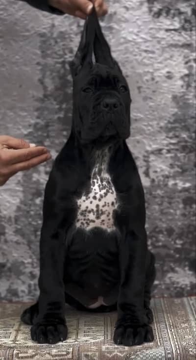 IMPORTED CANE CORSO PUPPIES AVAILABLE FOR SALE