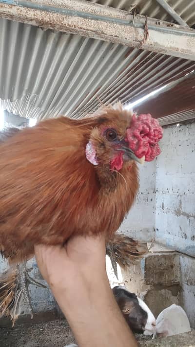 2 silkies male available
