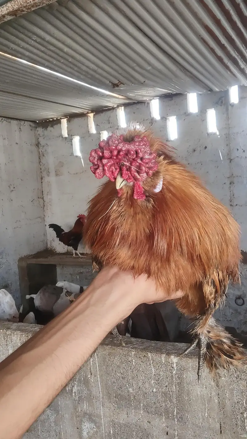 2 silkies male available — photo 2