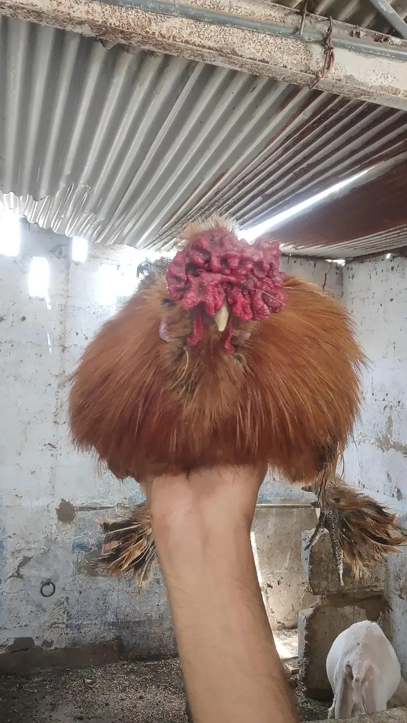 2 silkies male available — photo 3