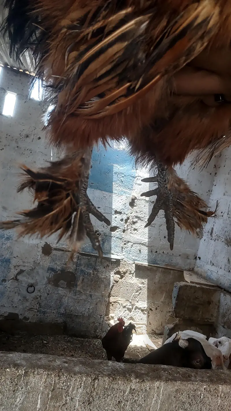 2 silkies male available — photo 4