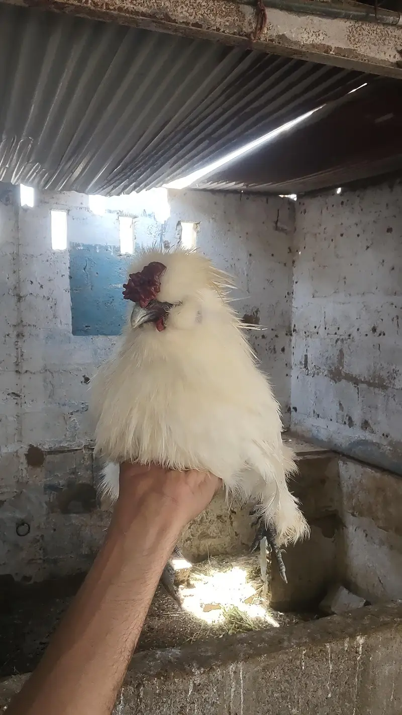 2 silkies male available — photo 5