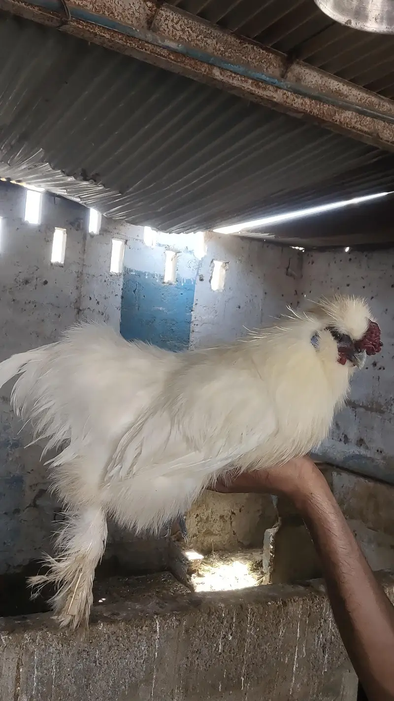 2 silkies male available — photo 6