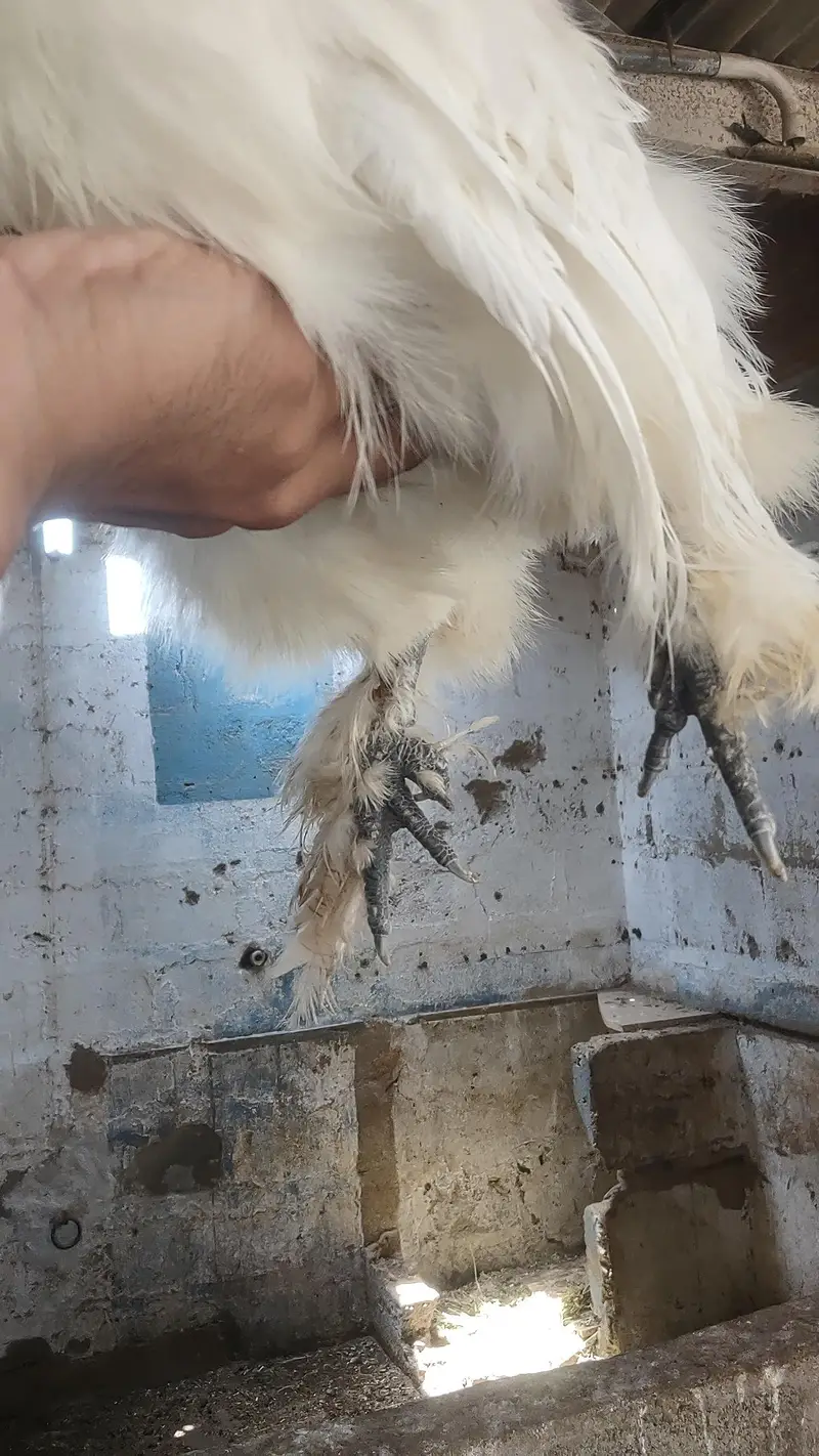 2 silkies male available — photo 7