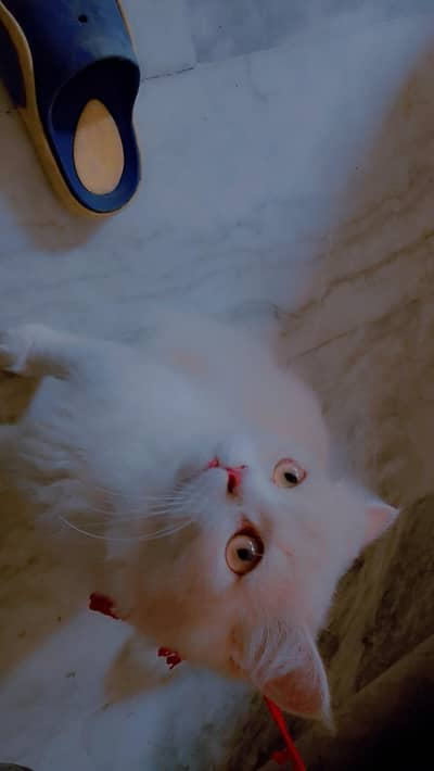 persion cat