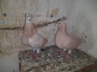 Raser breeder paire with eggs. and Gubara maile