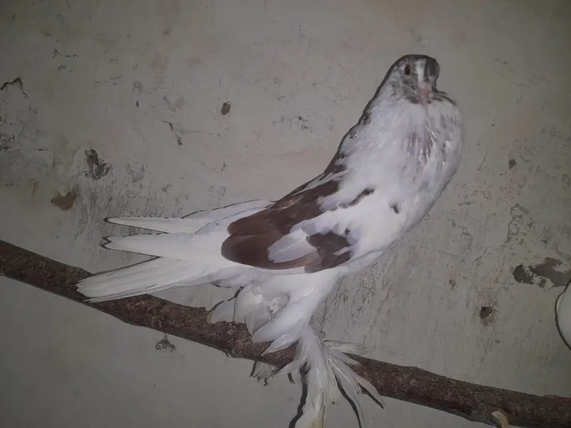 Raser breeder paire with eggs. and Gubara maile — photo 2