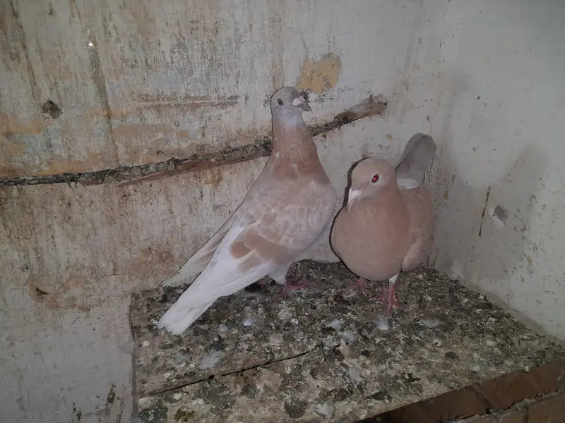 Raser breeder paire with eggs. and Gubara maile — photo 3