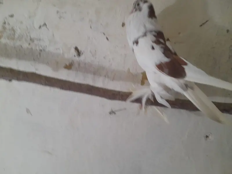 Raser breeder paire with eggs. and Gubara maile — photo 4